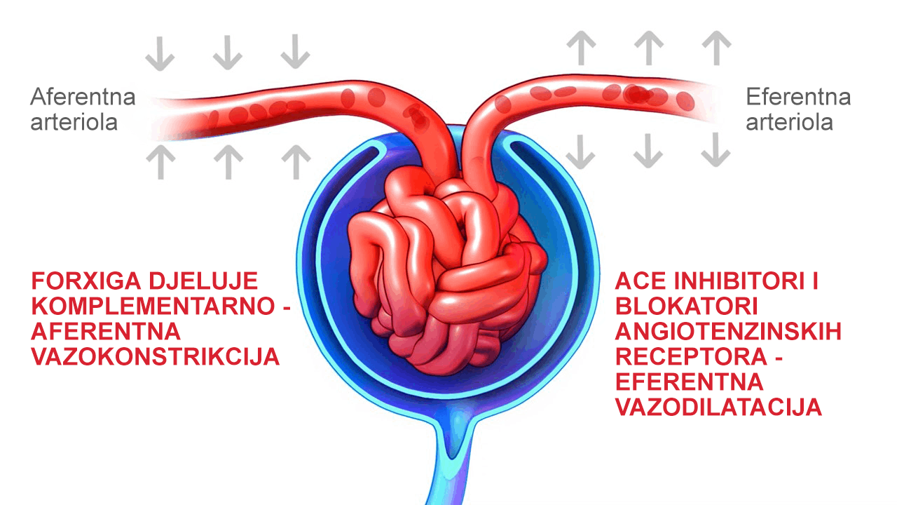 Anatomical schematic how Forxiga impacts the glomerular filtration rate in complement to ACE inhibitors and ARBs.